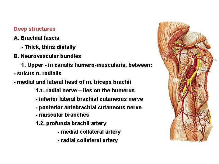 Deep structures А. Brachial fascia - Thick, thins distally B. Neurovascular bundles 1. Upper