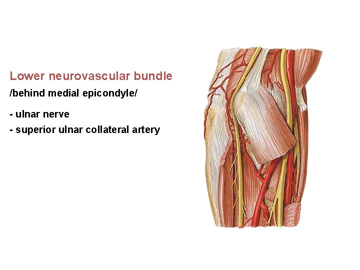 Lower neurovascular bundle /behind medial epicondyle/ - ulnar nerve - superior ulnar collateral artery