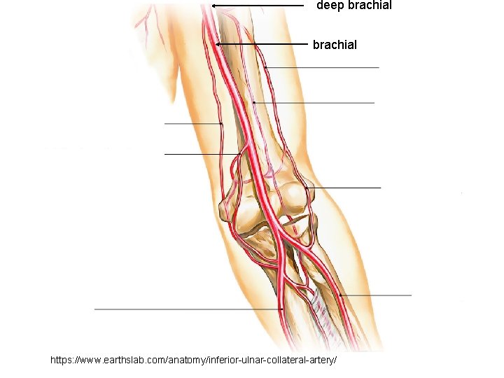 deep brachial https: //www. earthslab. com/anatomy/inferior-ulnar-collateral-artery/ 