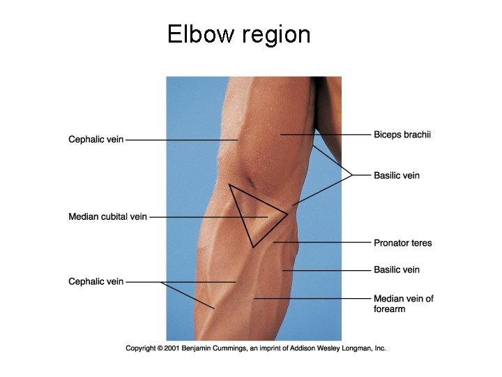 Elbow region 