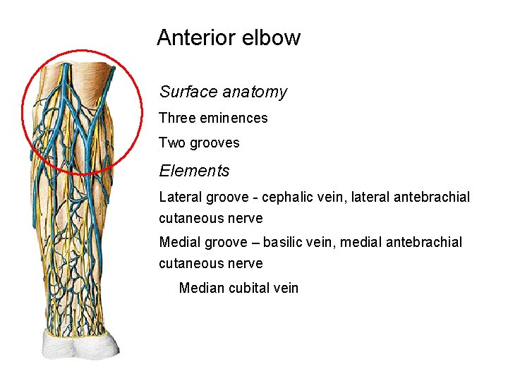 Anterior elbow Surface anatomy Three eminences Two grooves Elements Lateral groove - cephalic vein,