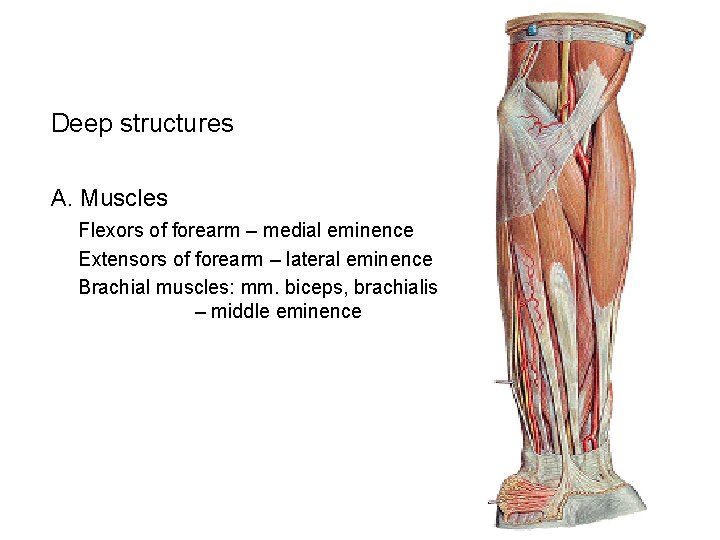 Deep structures А. Muscles Flexors of forearm – medial eminence Extensors of forearm –