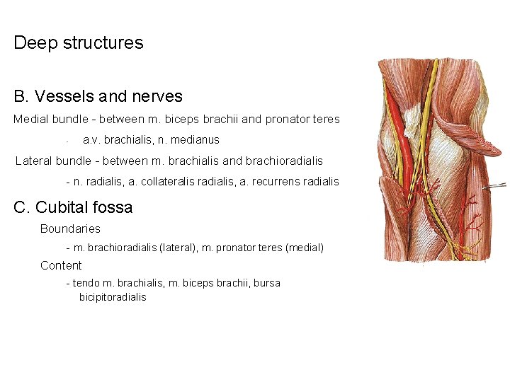 Deep structures B. Vessels and nerves Medial bundle - between m. biceps brachii and