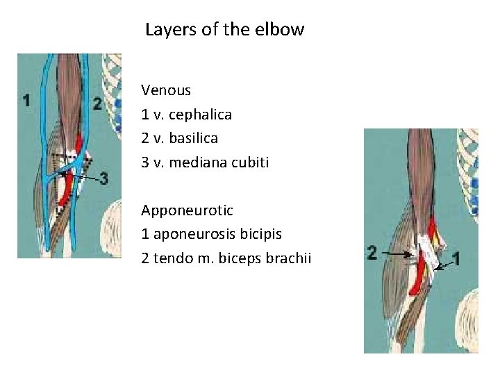 Layers of the elbow Venous 1 v. cephalica 2 v. basilica 3 v. mediana