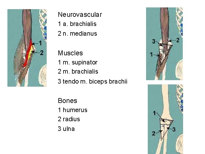 Neurovascular 1 a. brachialis 2 n. medianus Muscles 1 m. supinator 2 m. brachialis