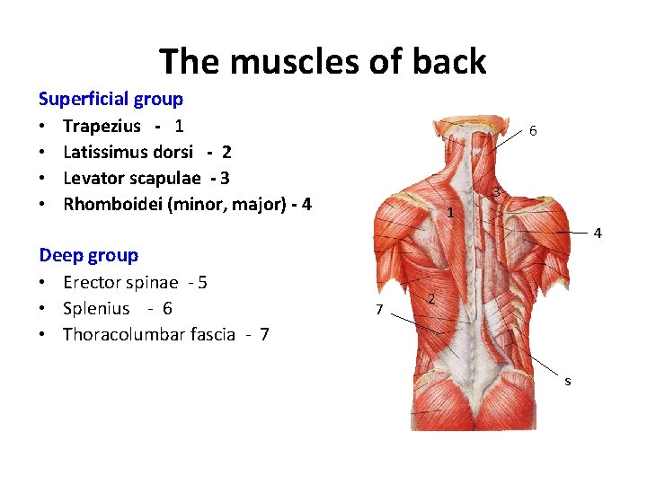 The muscles of back Superficial group • Trapezius - 1 • Latissimus dorsi -
