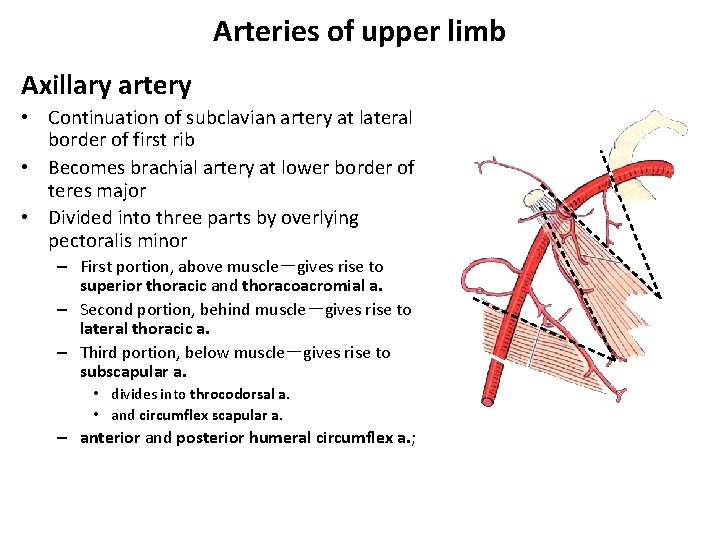 Arteries of upper limb Axillary artery • Continuation of subclavian artery at lateral border