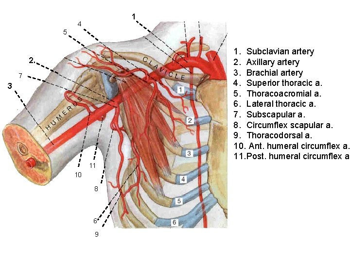 1 4 5 1. Subclavian artery 2. Axillary artery 3. Brachial artery 4. Superior