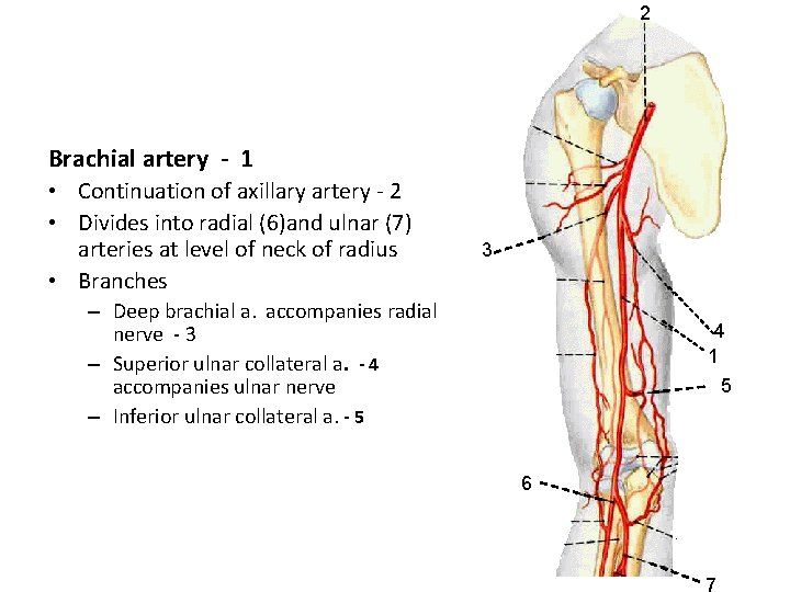 2 Brachial artery - 1 • Continuation of axillary artery - 2 • Divides