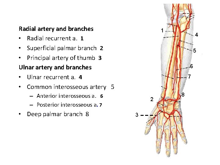 Radial artery and branches • Radial recurrent a. 1 • Superficial palmar branch 2