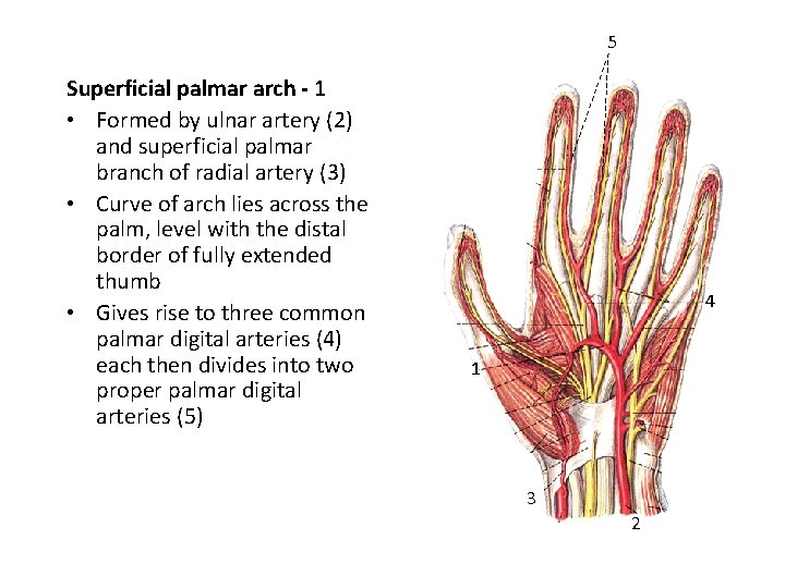 5 Superficial palmar arch - 1 • Formed by ulnar artery (2) and superficial