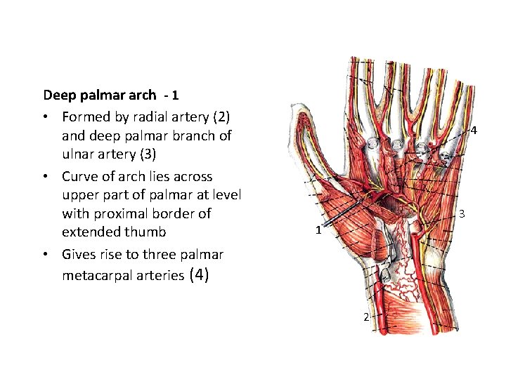 Deep palmar arch - 1 • Formed by radial artery (2) and deep palmar
