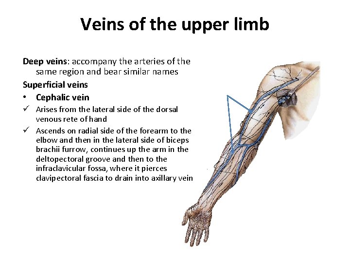 Veins of the upper limb Deep veins: accompany the arteries of the same region