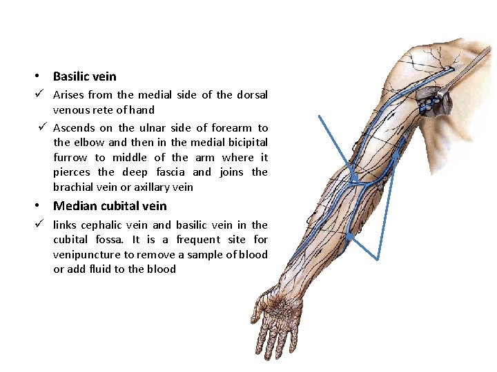  • Basilic vein ü Arises from the medial side of the dorsal venous