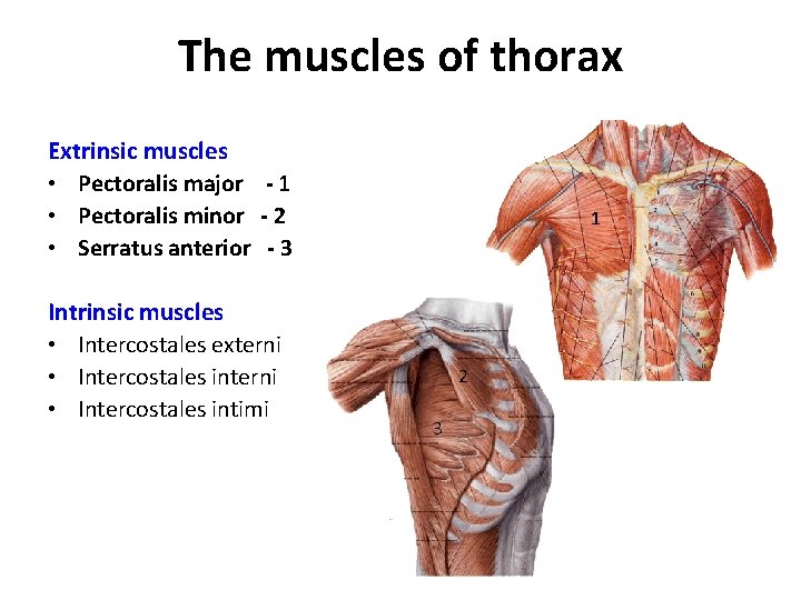 The muscles of thorax Extrinsic muscles • Pectoralis major - 1 • Pectoralis minor