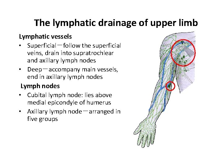 The lymphatic drainage of upper limb Lymphatic vessels • Superficial－follow the superficial veins, drain