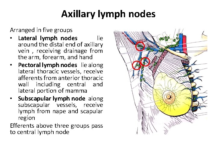 Axillary lymph nodes Arranged in five groups • Lateral lymph nodes lie around the