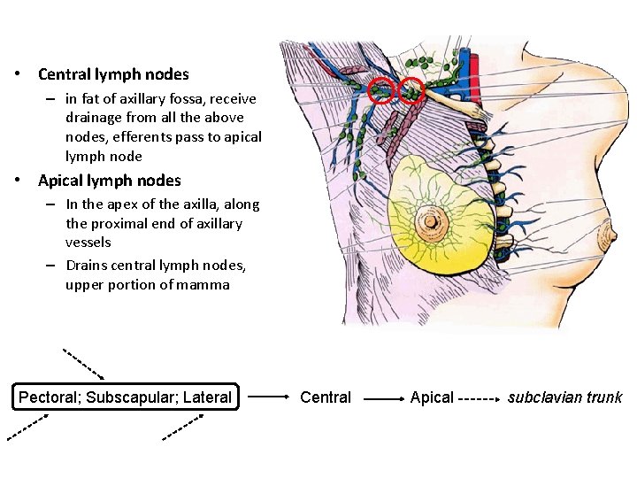  • Central lymph nodes – in fat of axillary fossa, receive drainage from