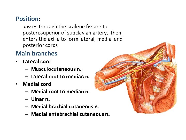 Position: passes through the scalene fissure to posterosuperior of subclavian artery, then enters the