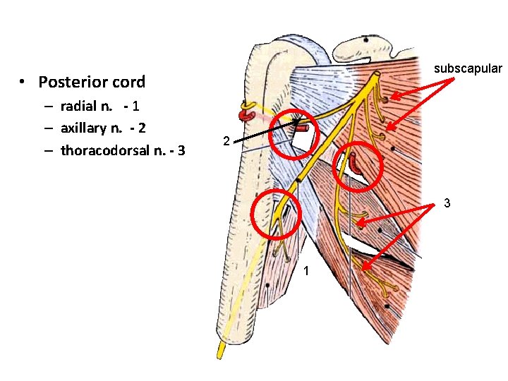 subscapular • Posterior cord – radial n. - 1 – axillary n. - 2