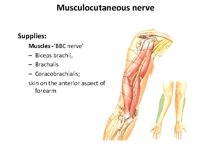 Musculocutaneous nerve Supplies: Muscles -‘BBC nerve’ – Biceps brachii, – Brachalis – Coracobrachialis; skin