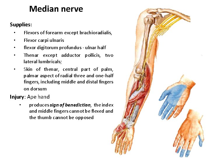 Median nerve Supplies: Flexors of forearm except brachioradialis, Flexor carpi ulnaris flexor digitorum profundus