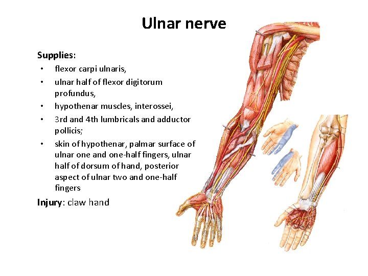 Ulnar nerve Supplies: • • • flexor carpi ulnaris, ulnar half of flexor digitorum