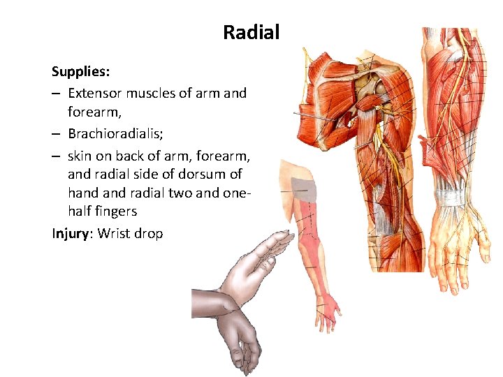 Radial Supplies: – Extensor muscles of arm and forearm, – Brachioradialis; – skin on