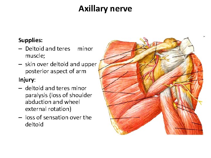 Axillary nerve Supplies: – Deltoid and teres minor muscle; – skin over deltoid and