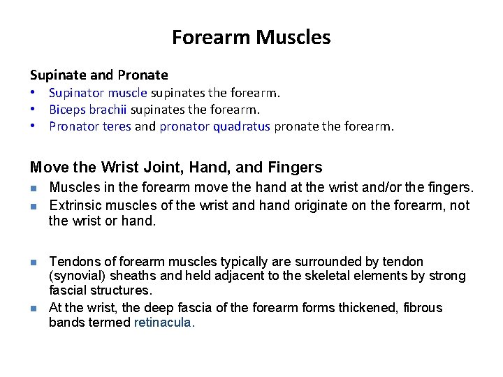 Forearm Muscles Supinate and Pronate • Supinator muscle supinates the forearm. • Biceps brachii