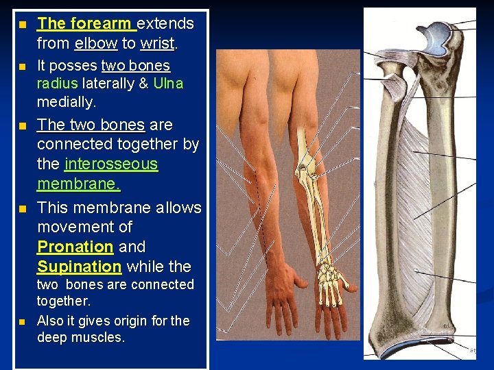 n The forearm extends from elbow to wrist. n It posses two bones radius