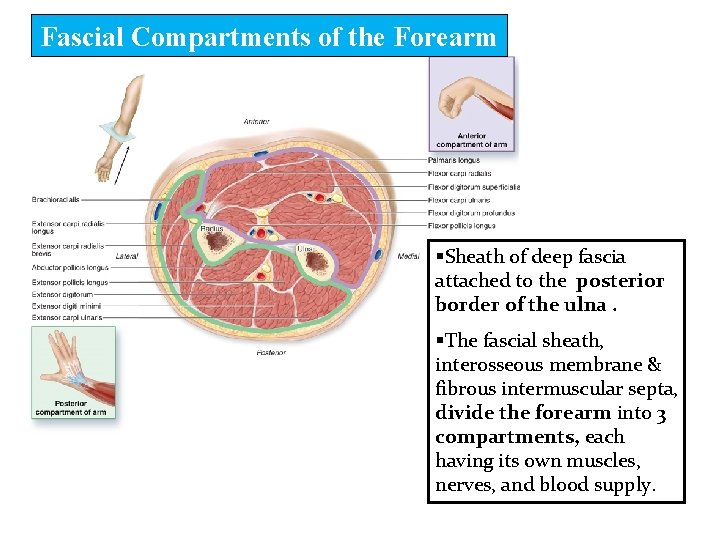 Fascial Compartments of the Forearm §Sheath of deep fascia attached to the posterior border