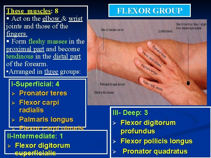 These muscles: 8 § Act on the elbow & wrist joints and those of