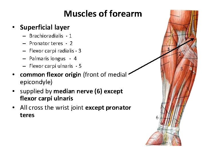 Muscles of forearm • Superficial layer – – – Brachioradialis - 1 Pronator teres