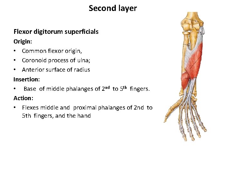 Second layer Flexor digitorum superficials Origin: • Common flexor origin, • Coronoid process of