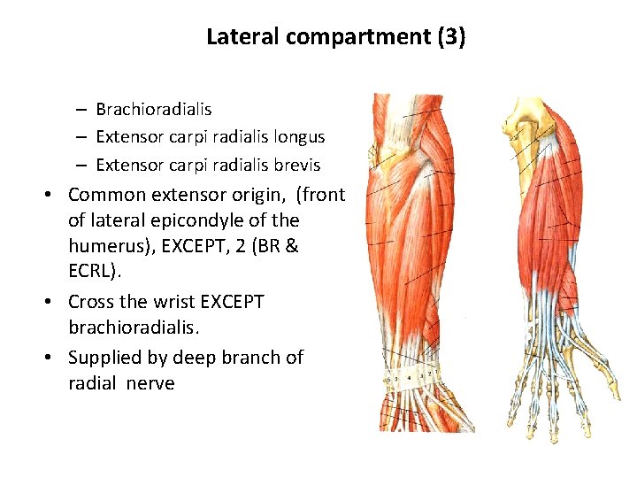 Lateral compartment (3) – Brachioradialis – Extensor carpi radialis longus – Extensor carpi radialis