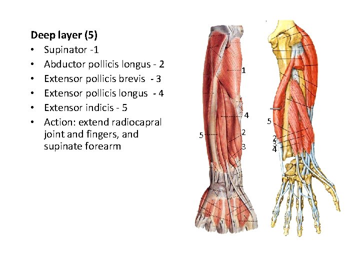 Deep layer (5) • Supinator -1 • Abductor pollicis longus - 2 • Extensor