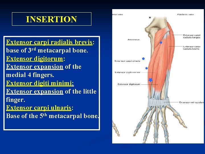 INSERTION Extensor carpi radialis brevis: base of 3 rd metacarpal bone. Extensor digitorum: Extensor
