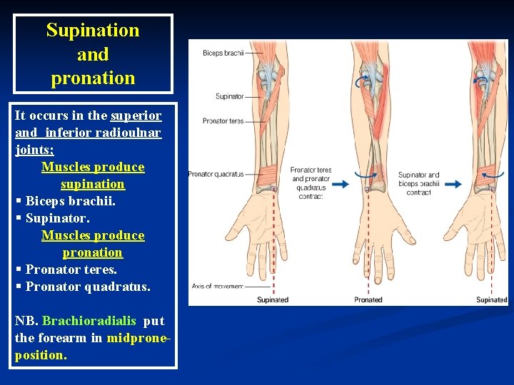 Supination and pronation It occurs in the superior and inferior radioulnar joints; Muscles produce