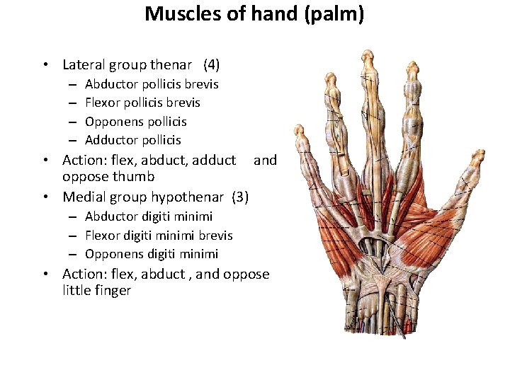 Muscles of hand (palm) • Lateral group thenar (4) – – Abductor pollicis brevis