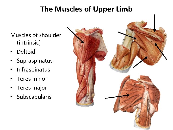 The Muscles of Upper Limb Muscles of shoulder (intrinsic) • Deltoid • Supraspinatus •