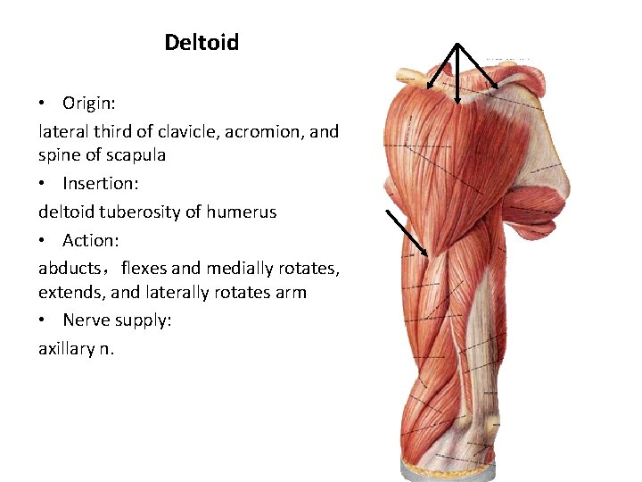 Deltoid • Origin: lateral third of clavicle, acromion, and spine of scapula • Insertion: