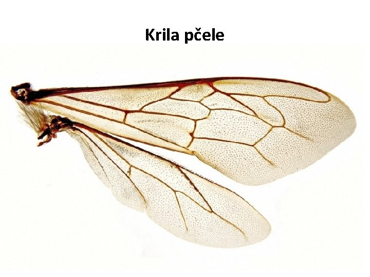 Krila pčele 