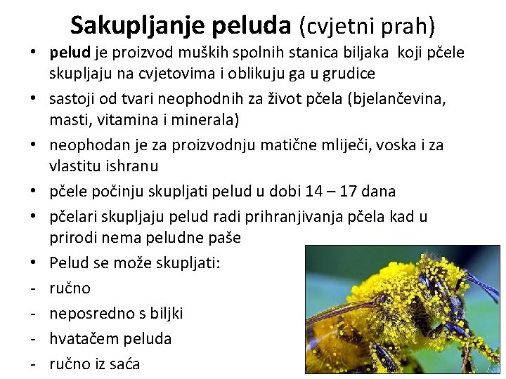Sakupljanje peluda (cvjetni prah) • pelud je proizvod muških spolnih stanica biljaka koji pčele