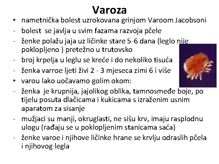 Varoza • nametnička bolest uzrokovana grinjom Varoom Jacobsoni - bolest se javlja u svim