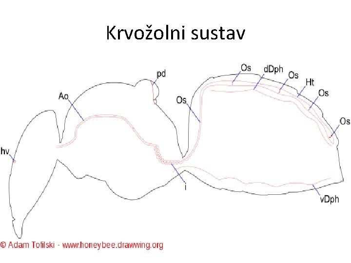 Krvožolni sustav 