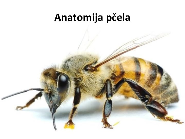 Anatomija pčela 