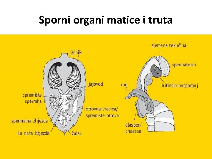 Sporni organi matice i truta 