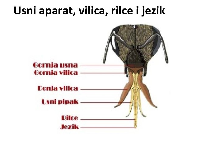 Usni aparat, vilica, rilce i jezik 