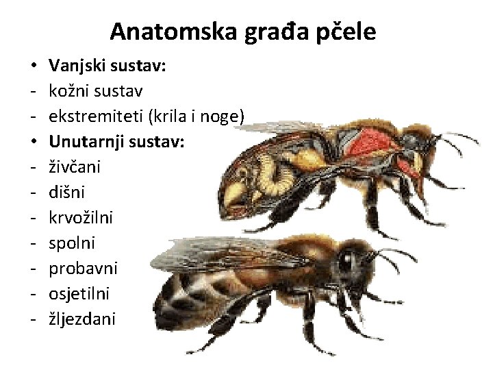 Anatomska građa pčele • • - Vanjski sustav: kožni sustav ekstremiteti (krila i noge)